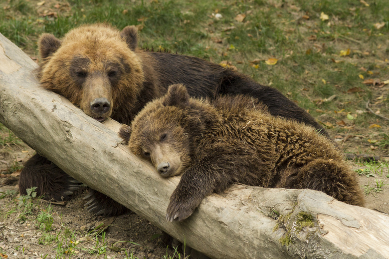 Охотники отстреляют еще 2 медведей в Колпашевском районе