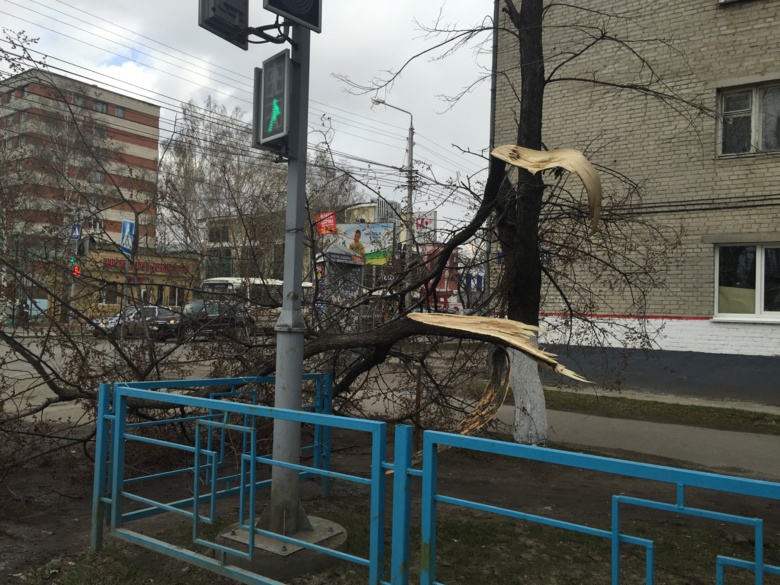 Сильный ветер повалил в Томске более 50 деревьев