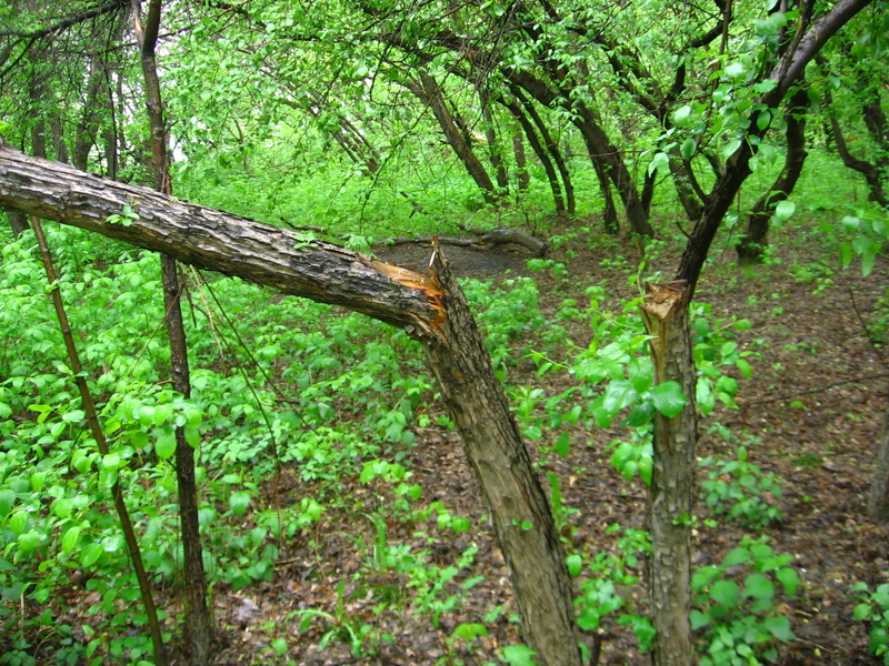 Народные новости: в Михайловской роще вновь рубят деревья (фото)
