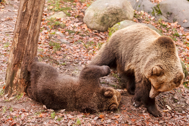 В 2015 году численность медведей в регионе продолжит сокращаться