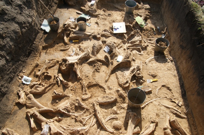В ТГУ сняли фильм о раскопках на крупнейшем «кладбище» мамонтов в Азии