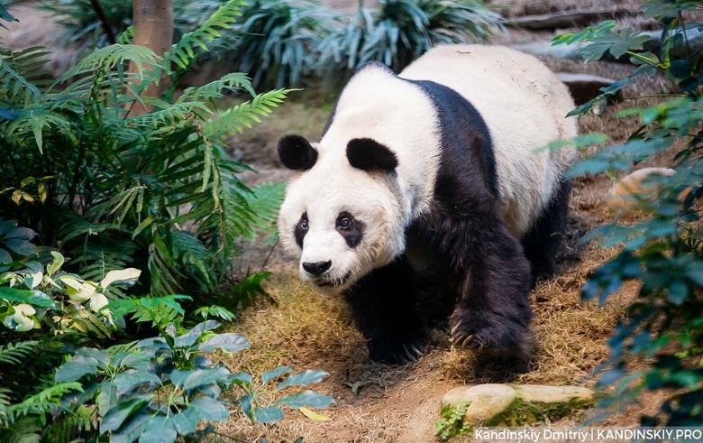 Большая панда — символ Всемирного фонда дикой природы