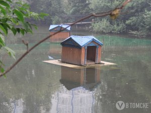 В Игуменском парке не могут выпустить в озеро лебедей, пока не появится ограда