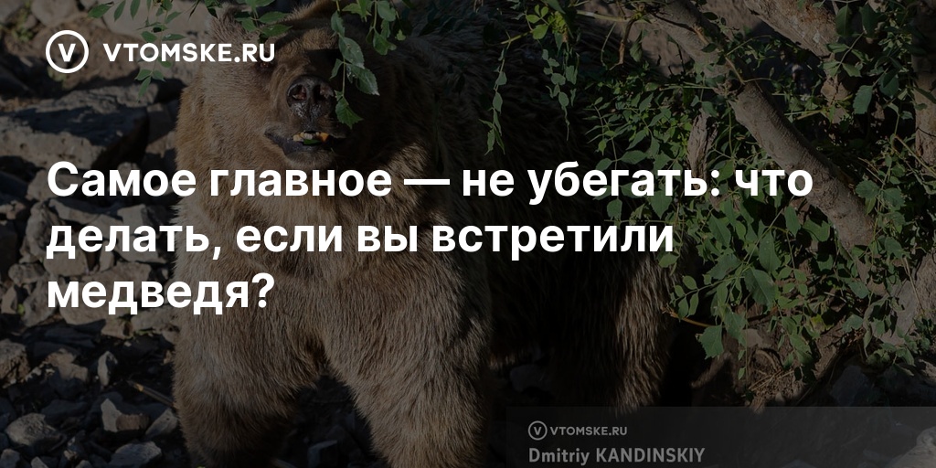 В Томской области участились встречи с медведями: специалисты объяснили, как вести себя при встрече