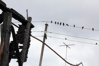 Народные новости: огонь и голуби