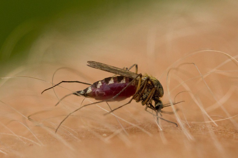 В ТГУ планируют бороться с малярией, меняя пол комаров