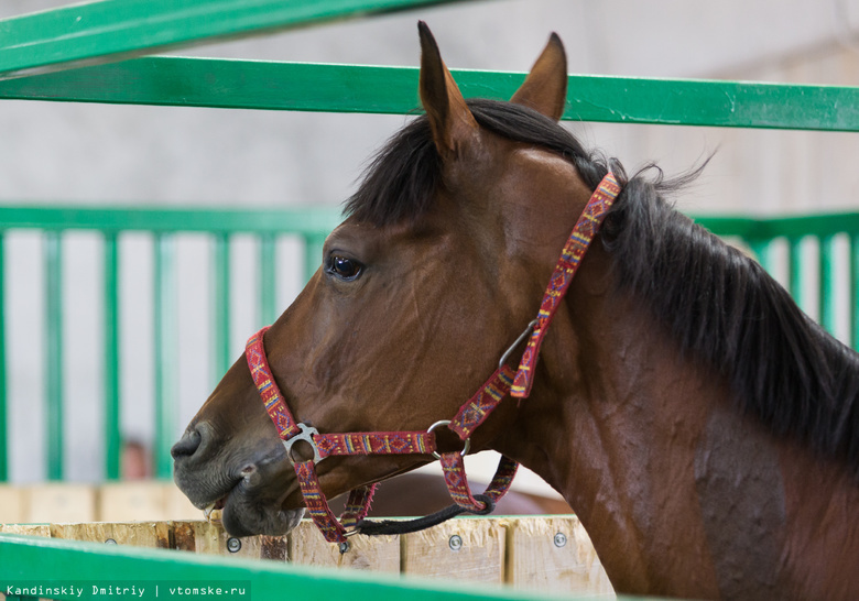 Приставы арестовали 12 лошадей томского конноспортивного клуба