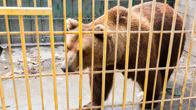 Нападение медведя в «Гоаре»