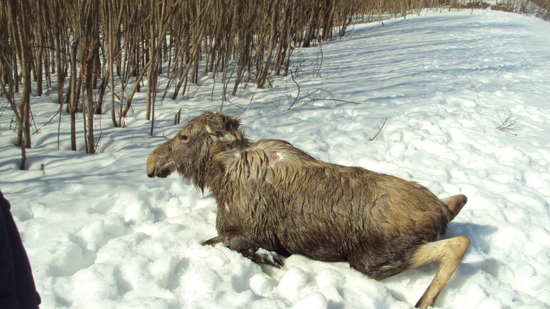 Жители Томской области спасли провалившихся под лед лосиху с лосенком