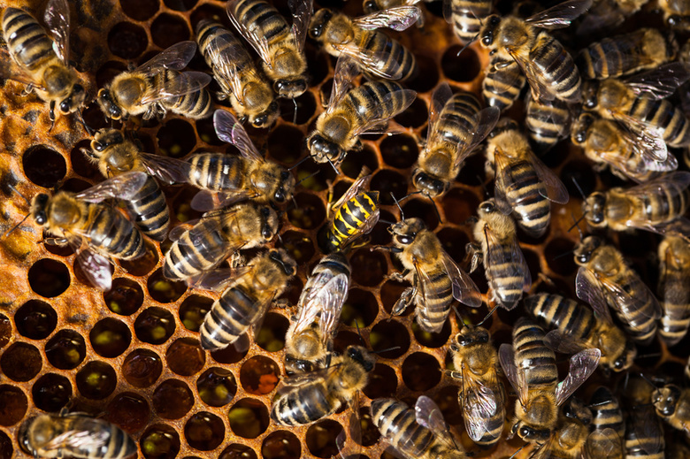 На Новособорной построят стену в защиту пчел для Книги рекордов Гиннесса