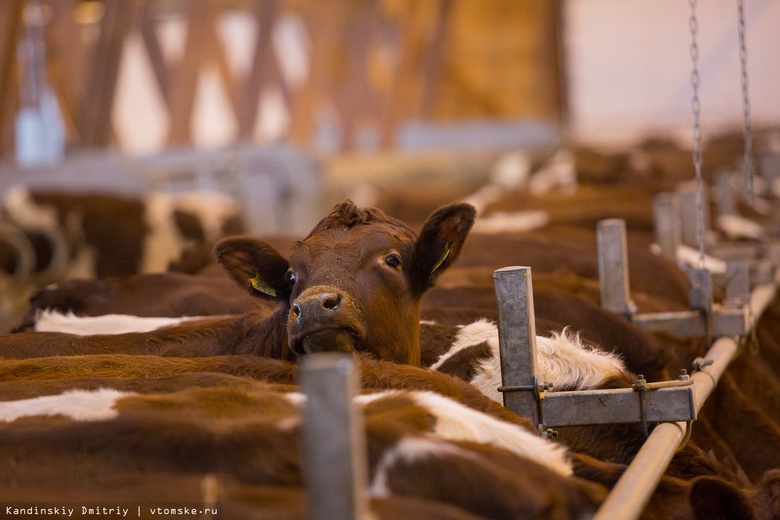 Поголовье крупного рогатого скота и птицы сократилось в Томской области
