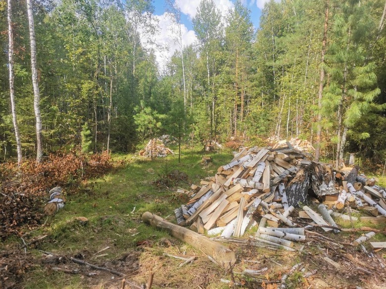 Неизвестные срубили полсотни деревьев в Кедровском лесничестве. Возбуждено дело