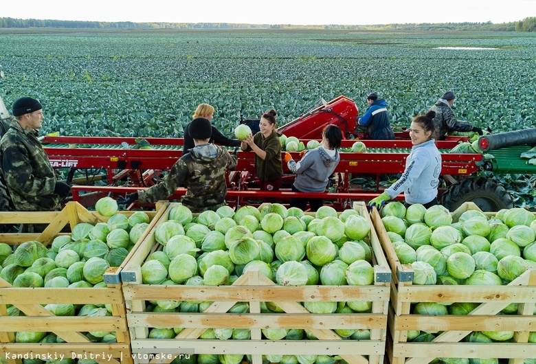 Хозяйства Томской области ускорили уборку зерна и овощей