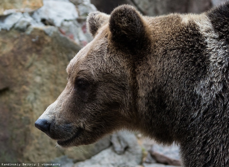 Медведь бродит в поисках еды вокруг села в Томской области. Остальные залегли в спячку