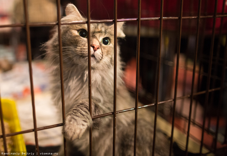 Бездомные кошки и котята будут ждать хозяев на ярмарке-раздаче в Томске