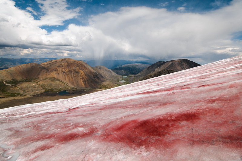 Ученые ТГУ и МГУ выяснили, что цветение «кровавых» водорослей на алтайских ледниках усиливается