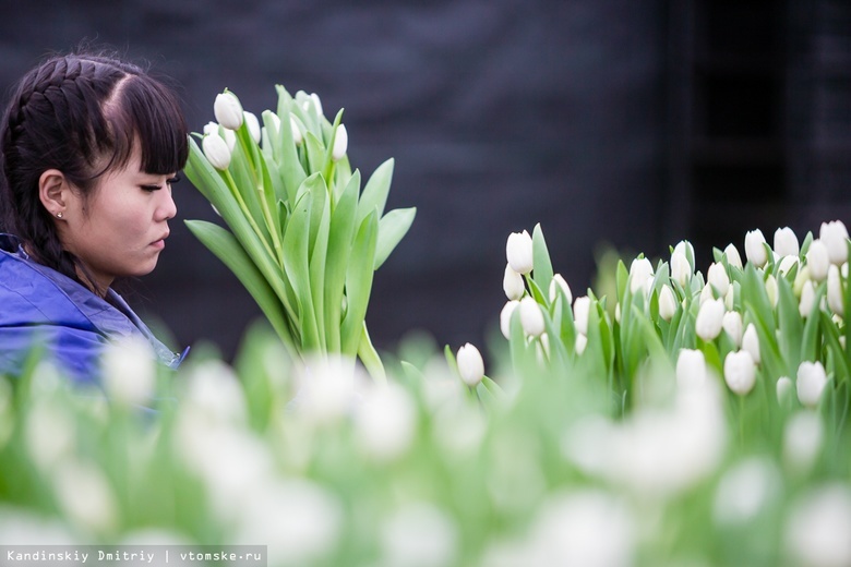 Два миллиона тюльпанов вырастили в Томске к 8 Марта. Мы посмотрели, как их собирают