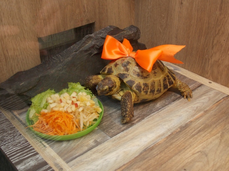 Черепаха Челси получила звание самой красивой обитательницы северского зоопарка