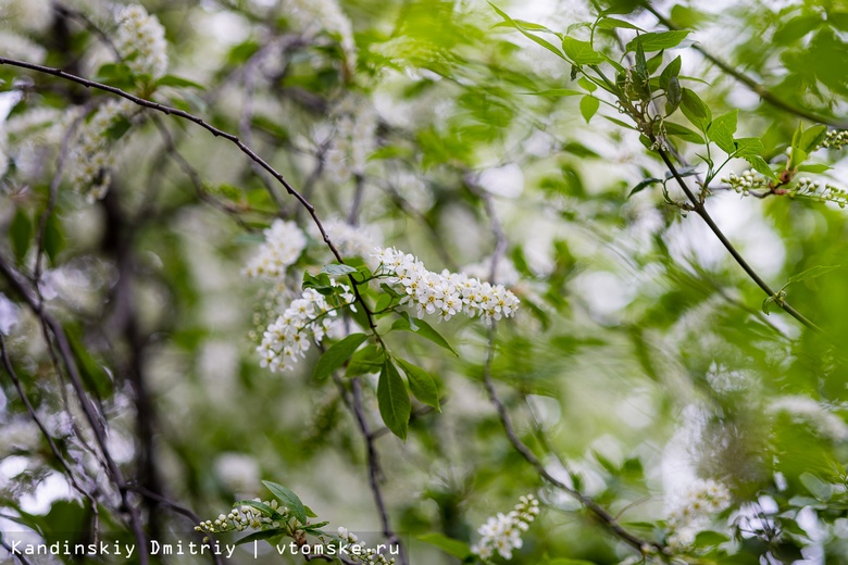 Белое море цветов: груша и черемуха зацвели в Томске