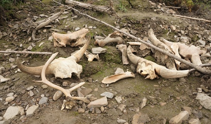 Палеонтологи ТГУ требуют остановить уничтожение кладбища мамонтов в Якутии