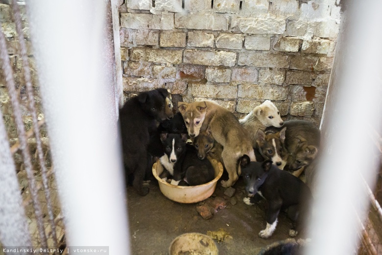 Неизвестные отстреливают собак в Томске, возбуждено уголовное дело