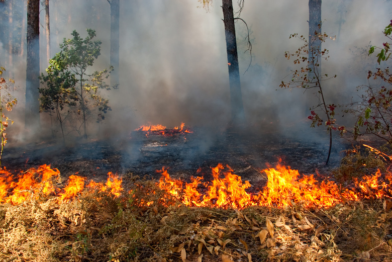Число действующих в Томской области лесных пожаров выросло до 9