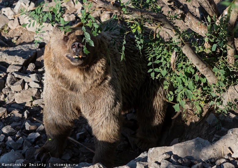 Охотники выслеживают медведя, который проник на территорию СХК в Северске