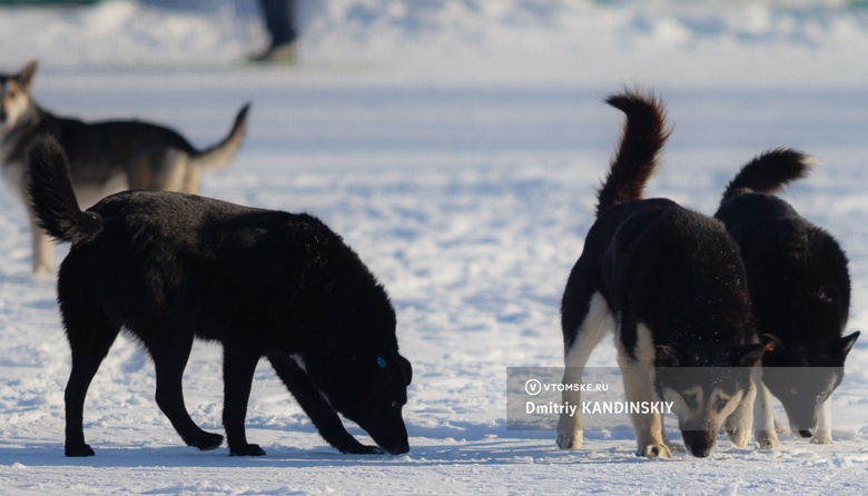 Отловщики выслеживают в Томске собаку, напавшую на маленькую девочку