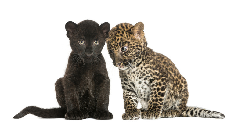 В северском зоопарке родился редкий черный леопард