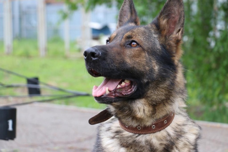 Служебная собака помогла полицейским найти у жителя Томска 100 пакетиков с наркотиками