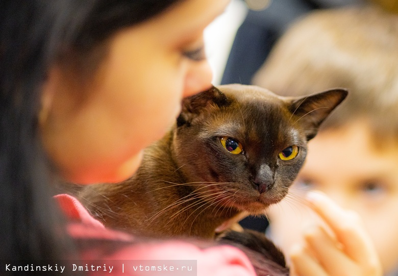 От «британцев» до бенгалов: кошачья элита собралась на выставке в Томске