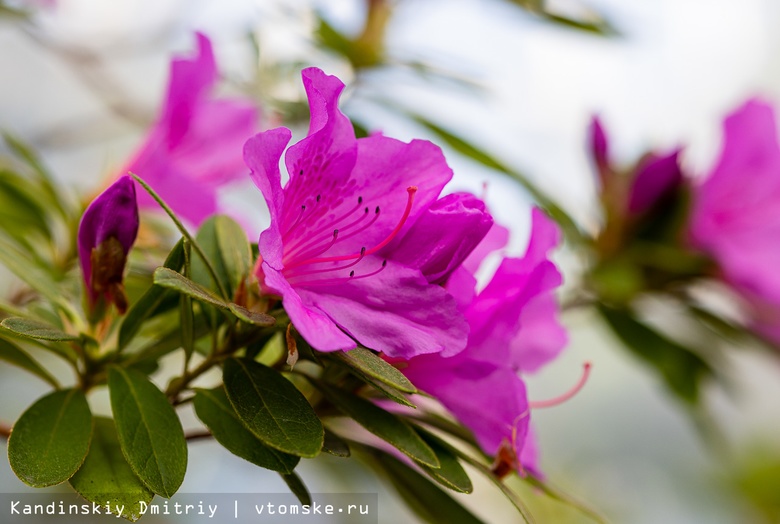 Цветы против зимней тоски: прогулка среди азалий в ботаническом саду Томска