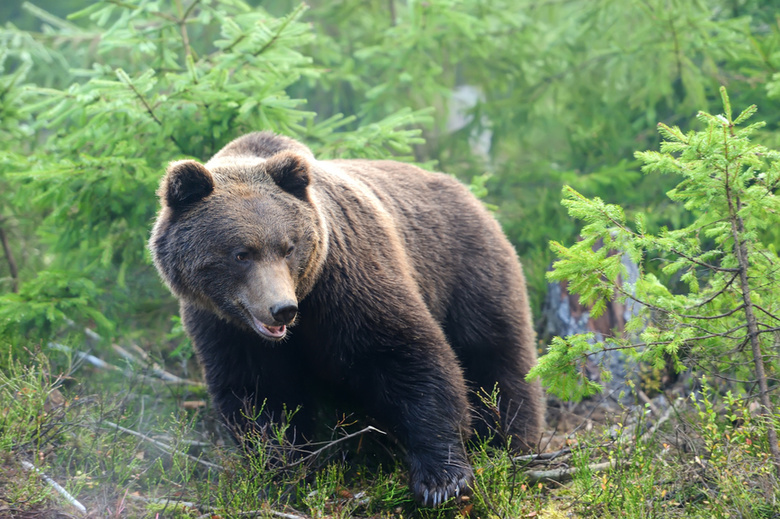 Два медведя замечены на промплощадке «СХК»