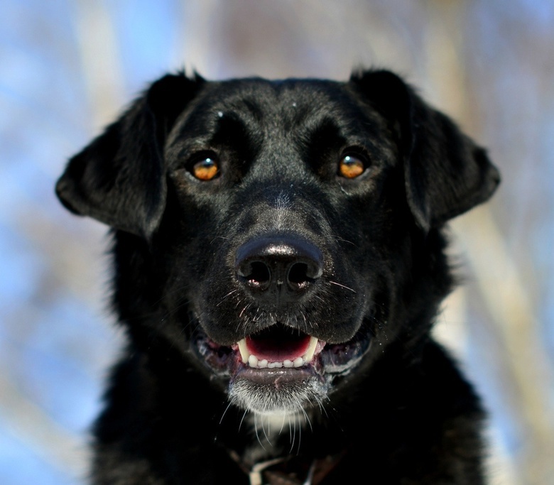 Зоозащитники ищут хозяина псу Чернышу, потерявшему лапу в январские морозы