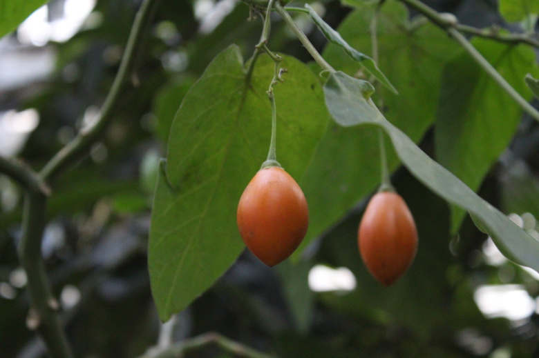 В Ботсаду созрели плоды «томатного дерева»