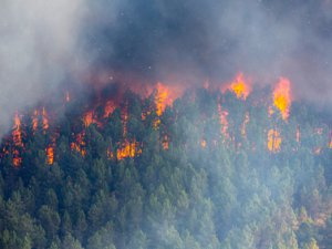 Потушить лесной пожар около Клюквинки мешает сильный ветер