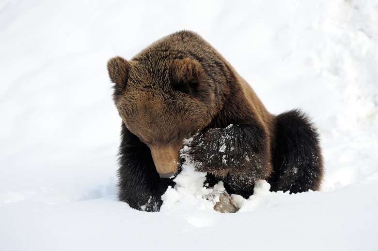 Медвежонок из Тискино, оставшийся без мамы, залег в спячку