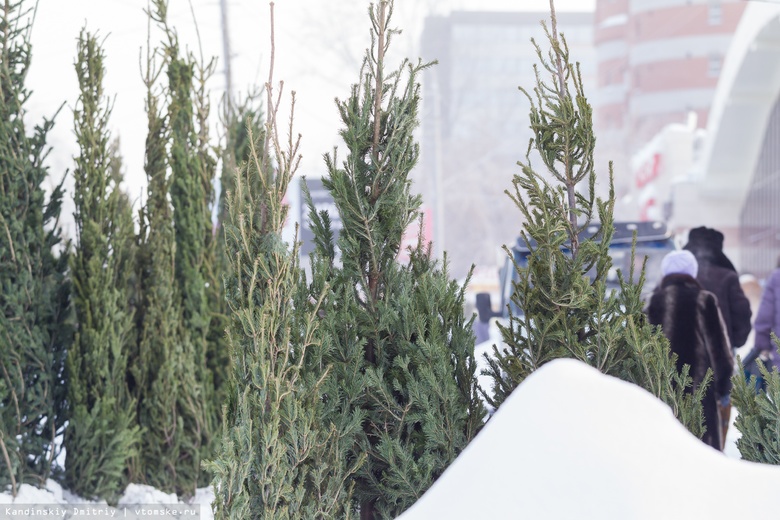 Более 20 новогодних базаров откроют в Томске в декабре: где можно будет купить елку