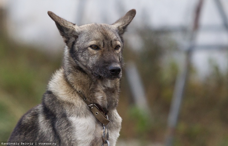 Специалистам удалось поймать одну из агрессивных собак в Радонежском