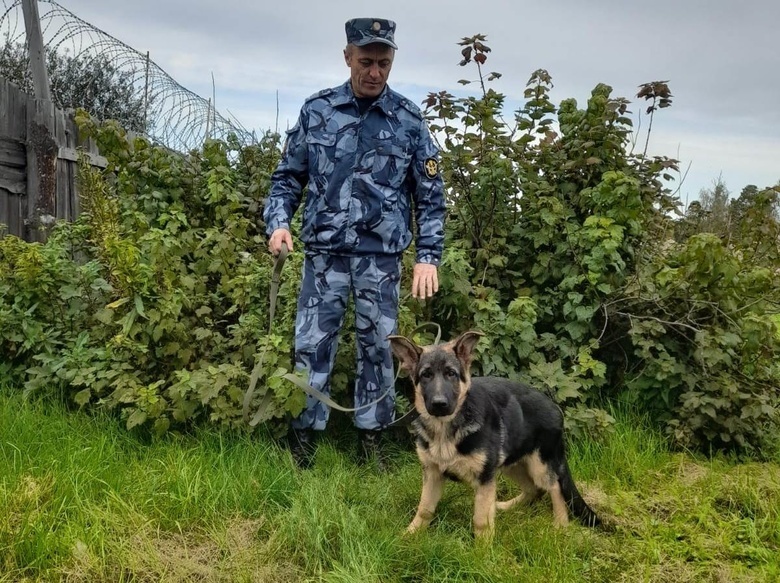 Хвостатые новобранцы: 7 щенков поступили на службу в томскую ФСИН