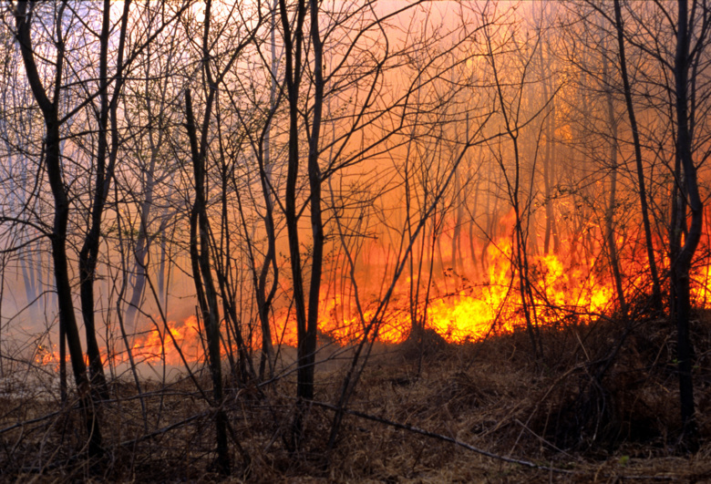 Авиалесоохрана вторые сутки тушит лесной пожар в лесничестве Томской области
