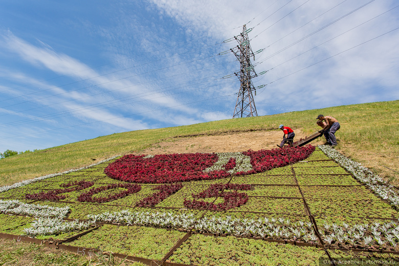 На въезде в город начали высаживать герб из 18 тысяч цветов (фото)