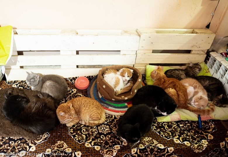 Коты и собаки томского приюта «4 лапы» переехали в новый дом после пожара -  vtomske.ru