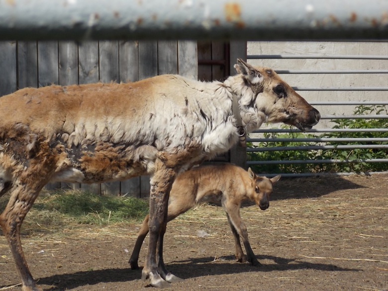 В северском зоопарке умер олененок, которому томичи выбирали имя