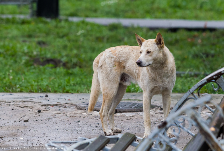 Дикие собаки напали на теленка в селе на томском севере
