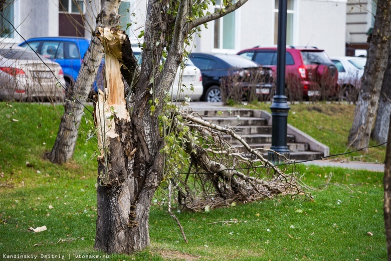 Шквалистый ветер повалил более 20 деревьев и веток в Томске