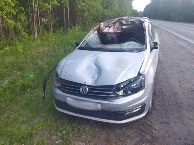 Иномарка насмерть сбила лося на трассе Томск — Колпашево