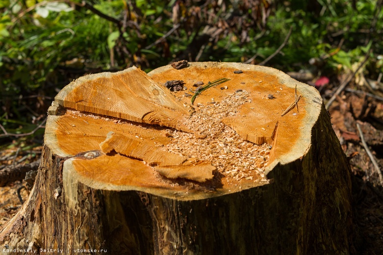 «Черные лесорубы» уничтожили более 30 сосен и берез в Томской области