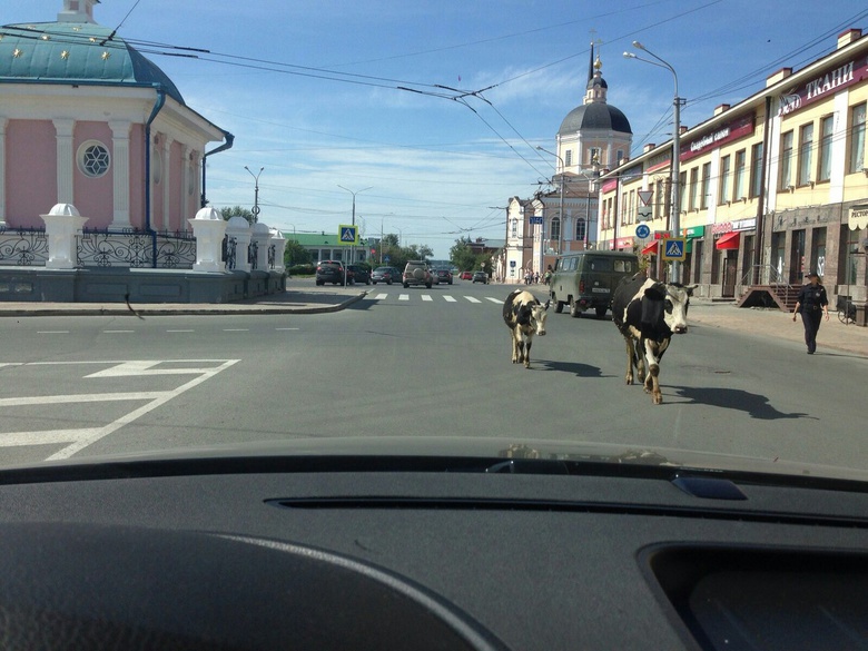 Томичи заметили на площади Ленина корову с теленком