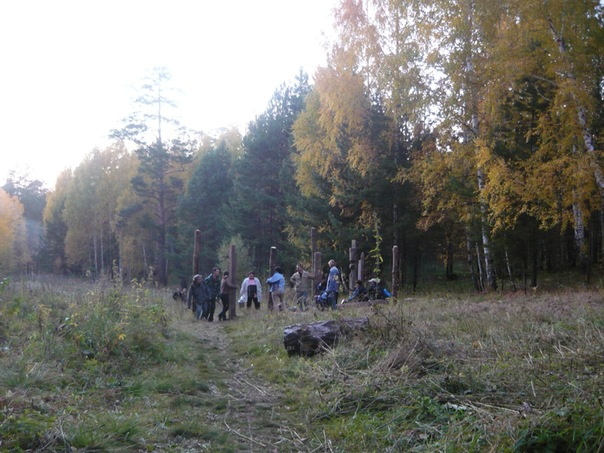 Лес в Академгородке на два часа станет кинозалом